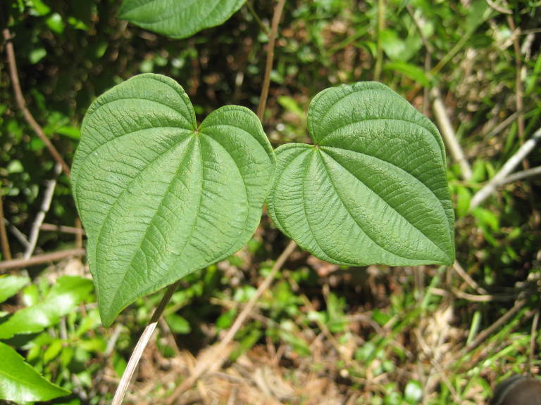 Figure 25b.