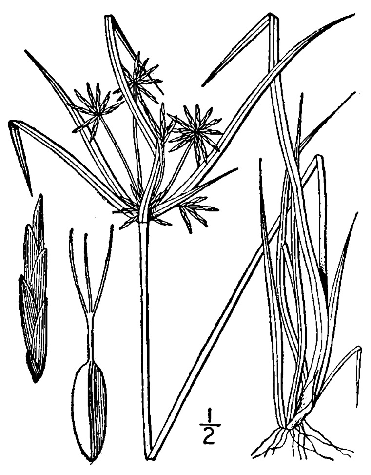 Figure 38b.