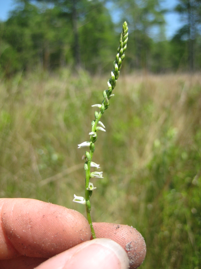 Figure 65c.