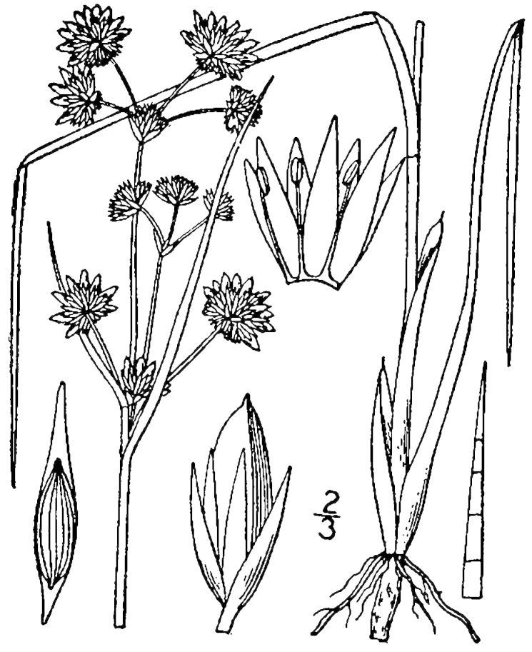 Figure 53d.