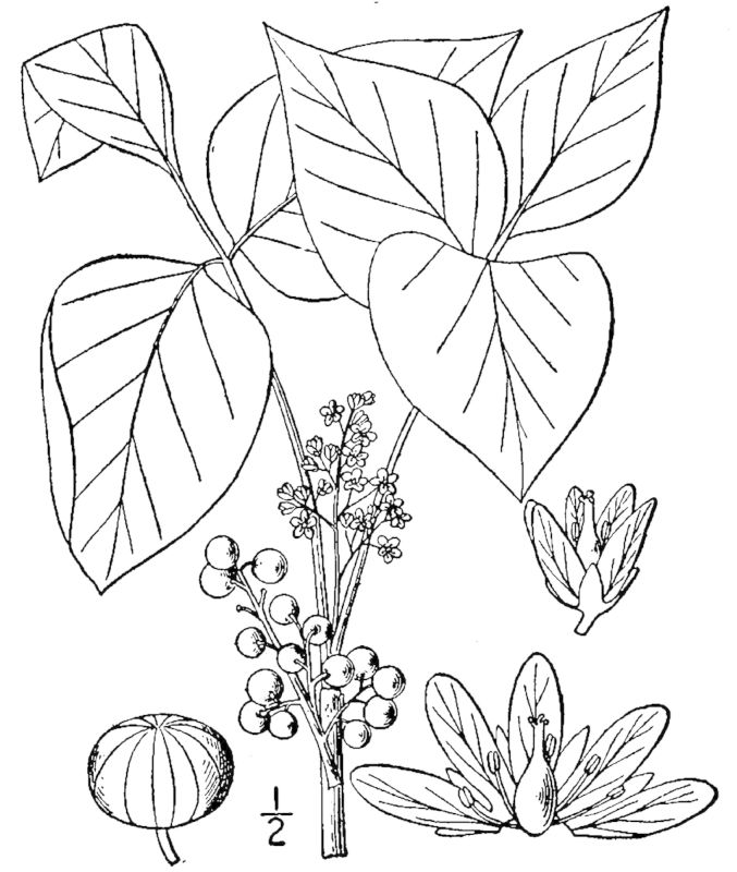 Figure 98.