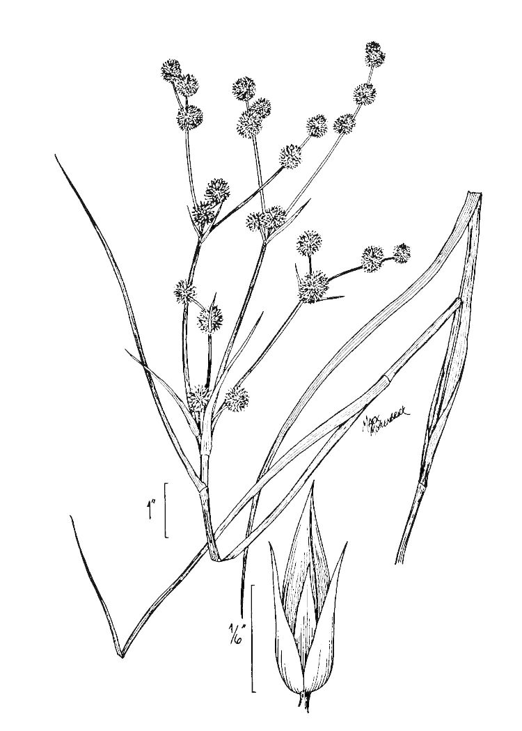 Figure 55c.