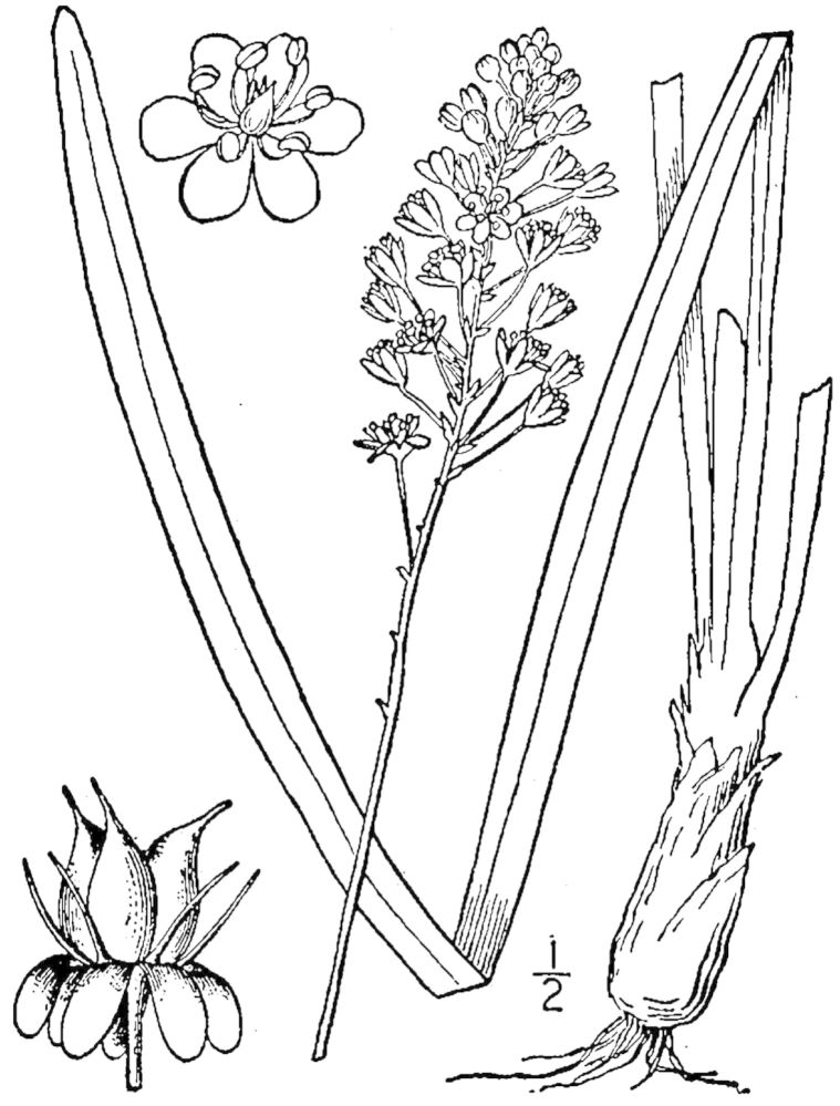 Figure 56.