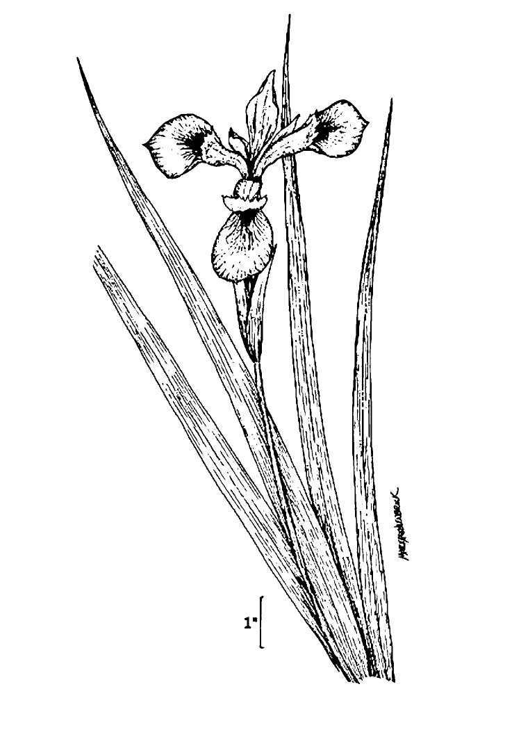 Figure 51e.