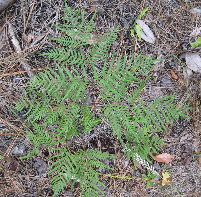 Figure 14b.