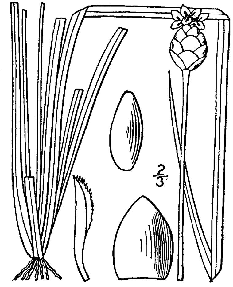 Figure 96d.