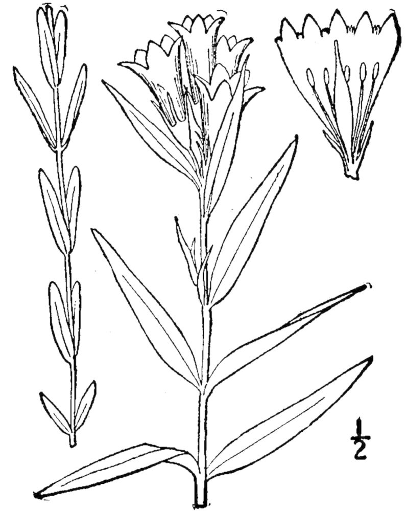 Figure 215e.