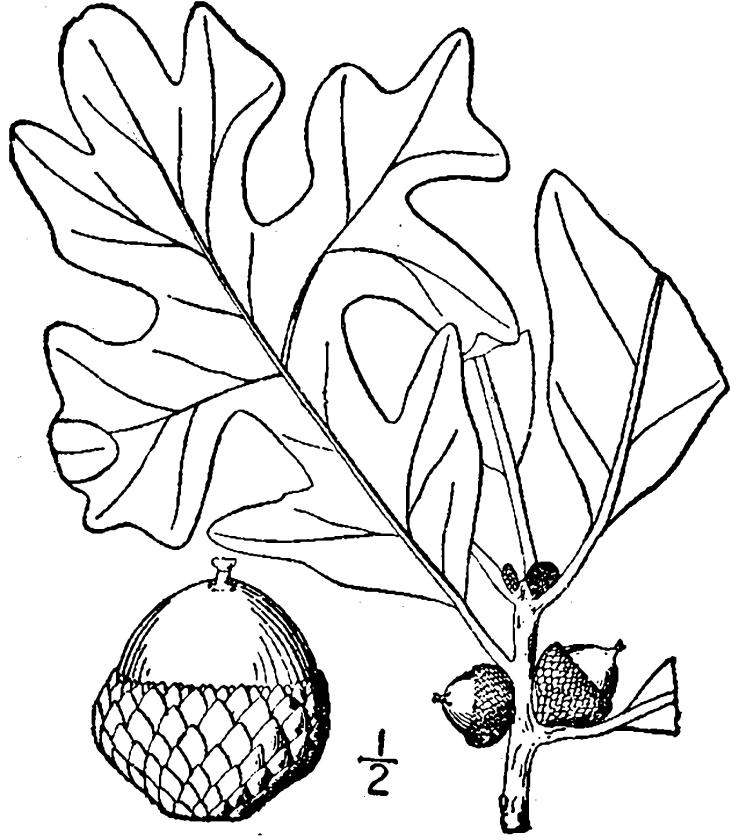 Figure 213b.