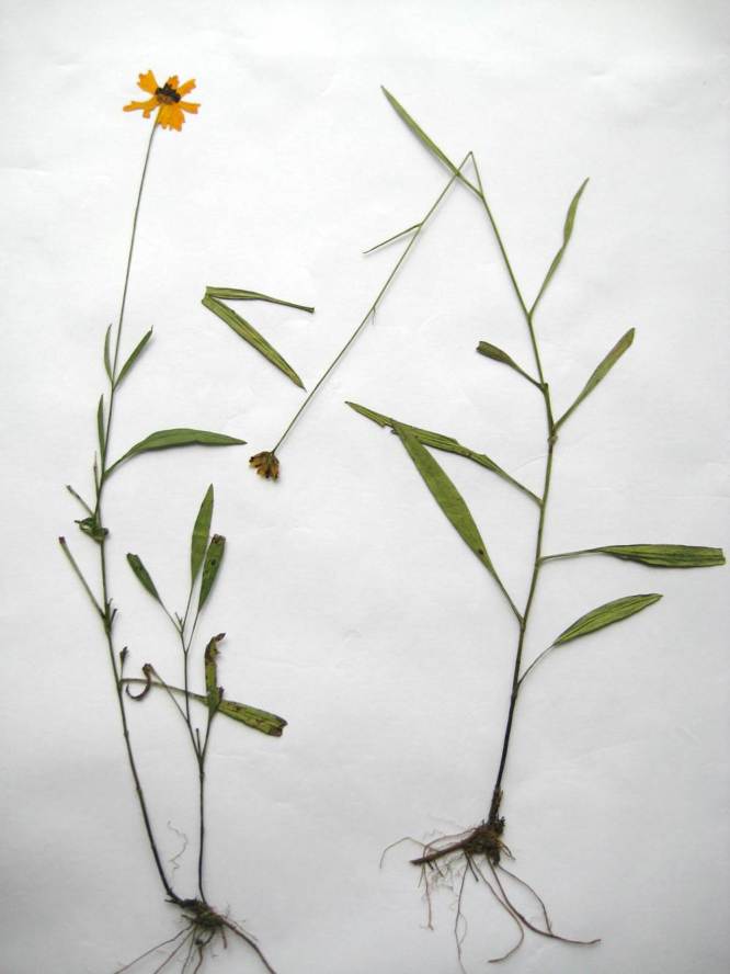 Figure 170c.