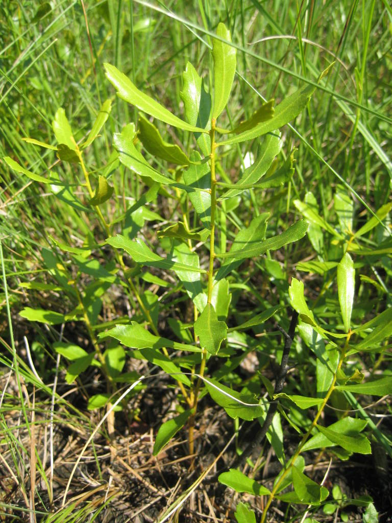 Figure 230e.