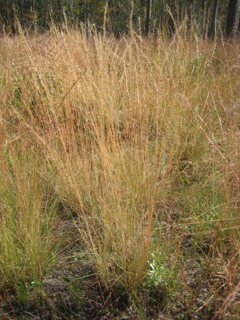 Figure 81e.