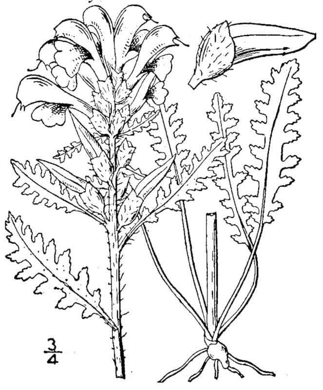 Figure 138.