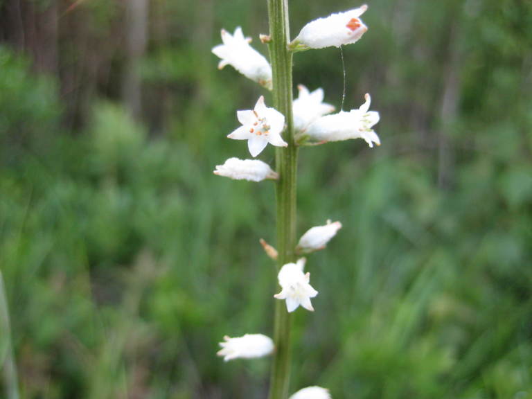 Figure 60d.