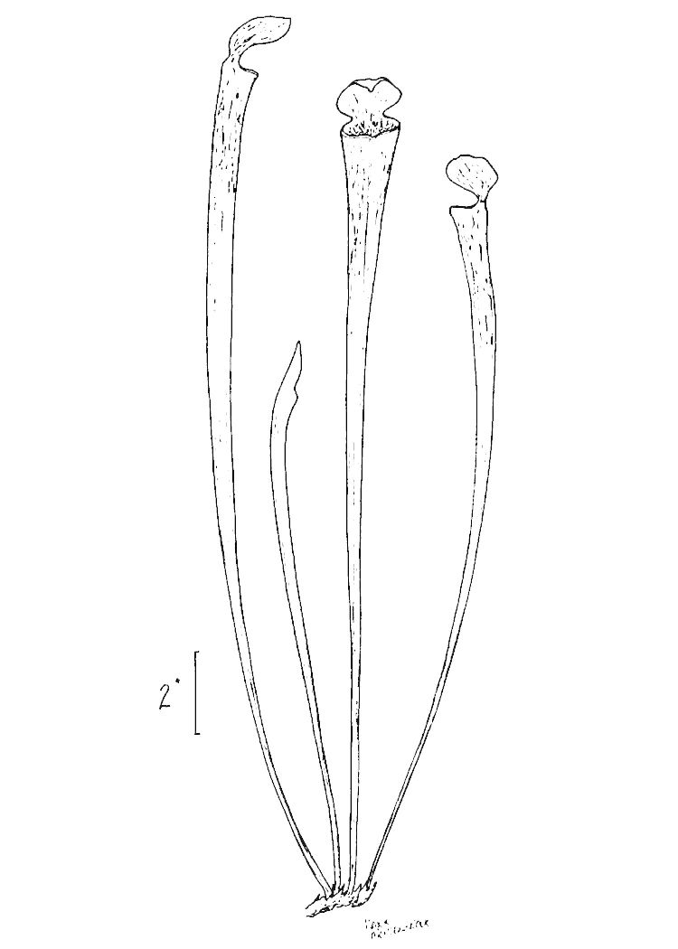 Figure 246e.