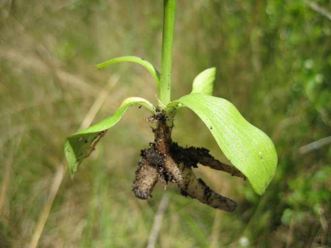 Figure 65d.