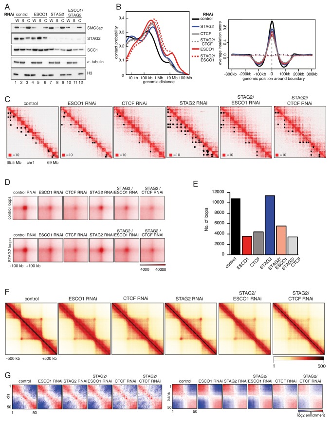 Figure 7—figure supplement 1.