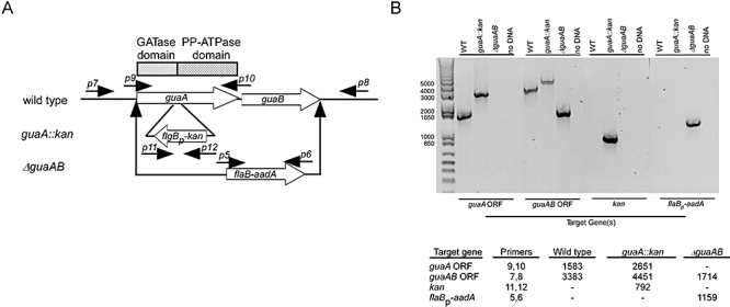 Fig. 5