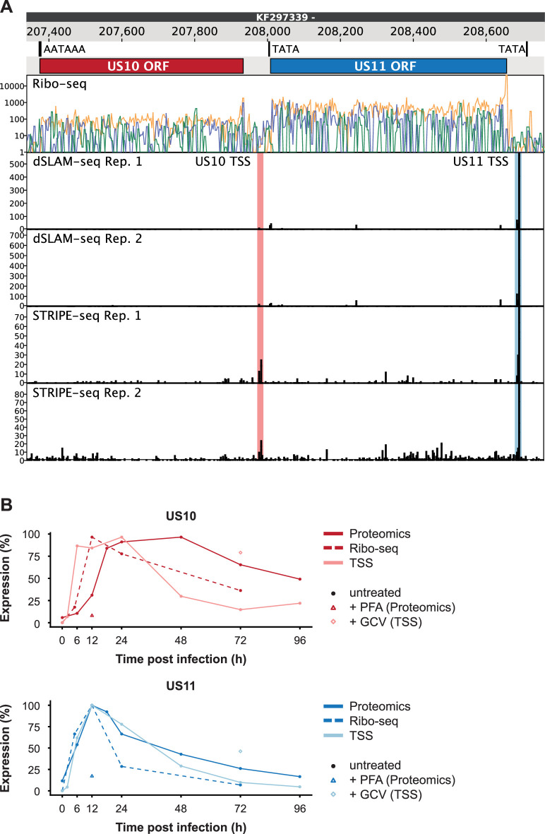 Figure 6—figure supplement 1.