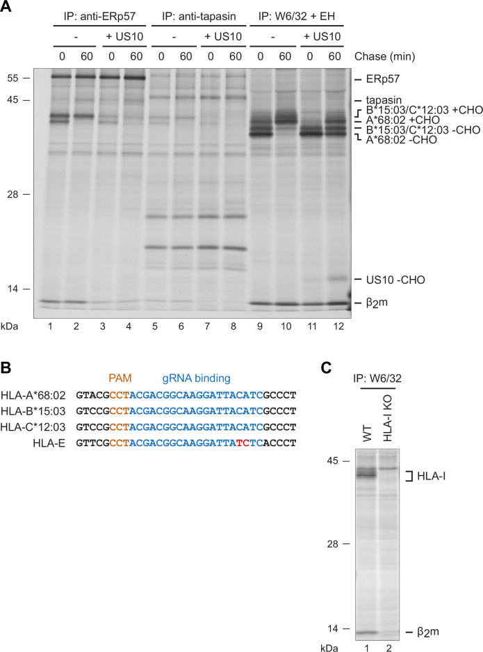 Figure 2—figure supplement 1.