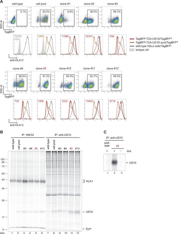 Figure 5—figure supplement 1.