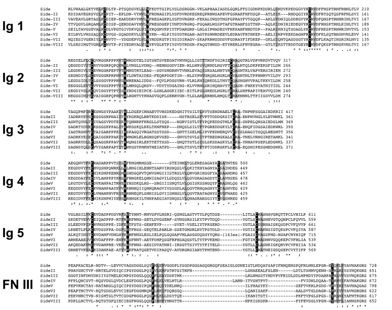 Figure 1—figure supplement 1.