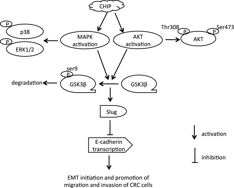 Fig. 6