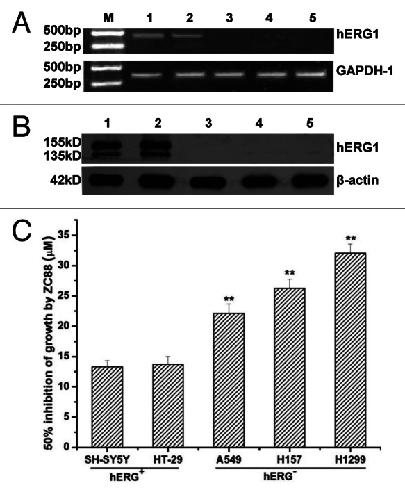 graphic file with name cbt-14-450-g3.jpg