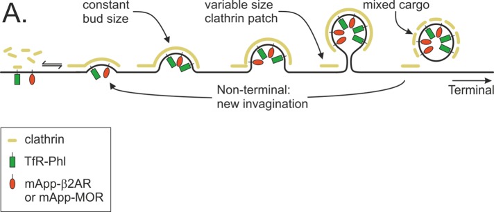 FIGURE 7: