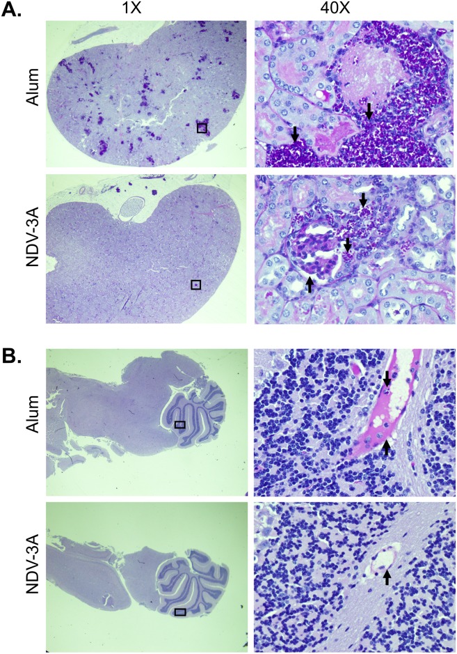 Fig 6