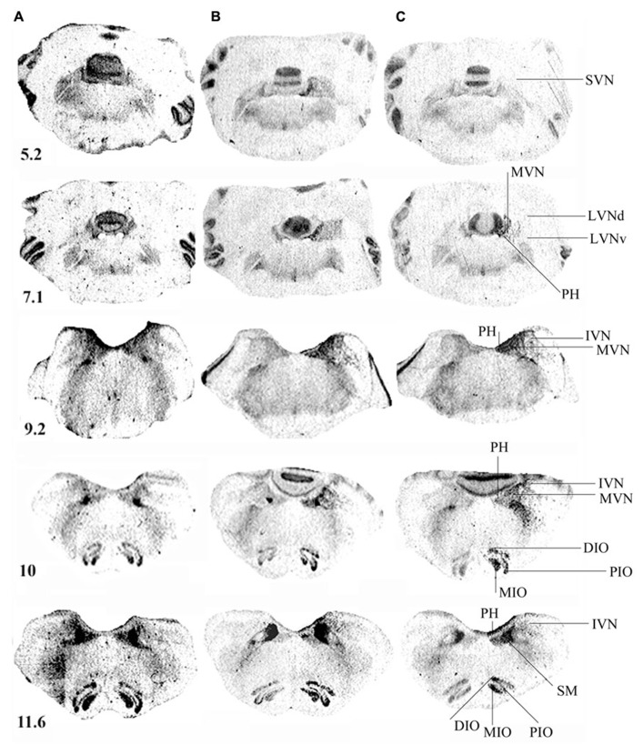 FIGURE 3