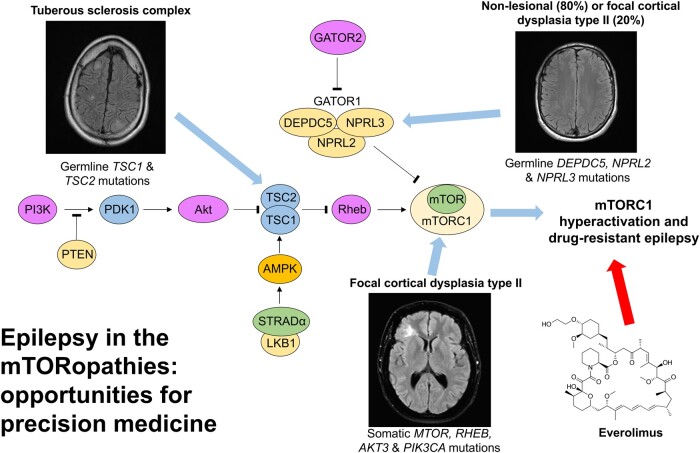 Graphical Abstract