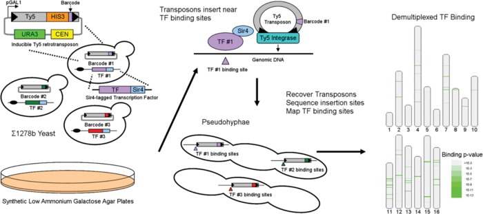 FIGURE 1: