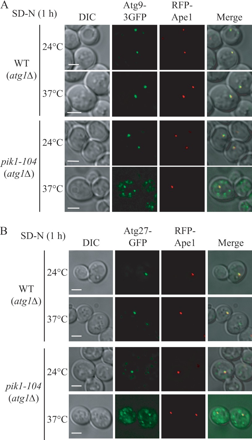 FIGURE 4.