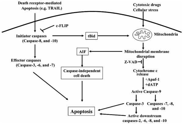 Fig. (1)