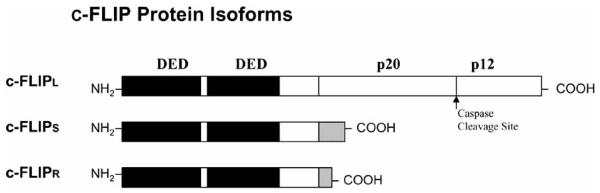 Fig. (3)