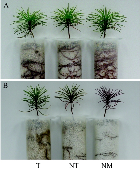 FIG. 2.