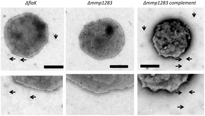 Figure 5