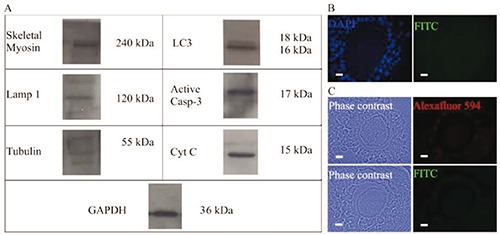 Figure 10.