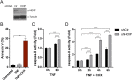 Figure 8—figure supplement 1.