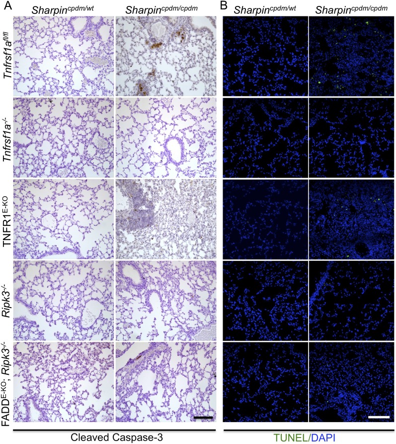 Figure 5—figure supplement 3.