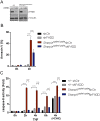 Figure 9—figure supplement 1.