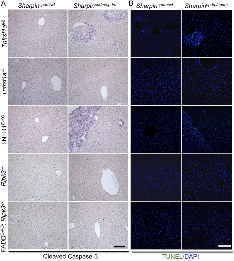 Figure 5—figure supplement 2.