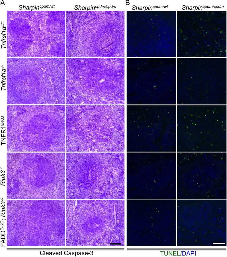 Figure 5—figure supplement 1.