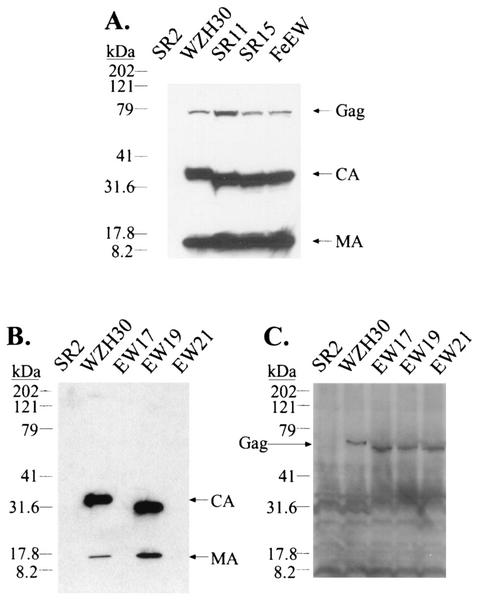 FIG. 6.