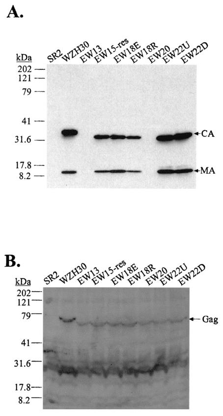 FIG. 7.