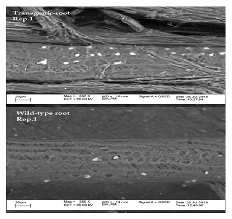 Figure 5