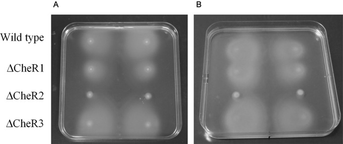 FIGURE 10.