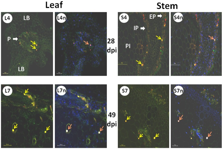 Figure 5