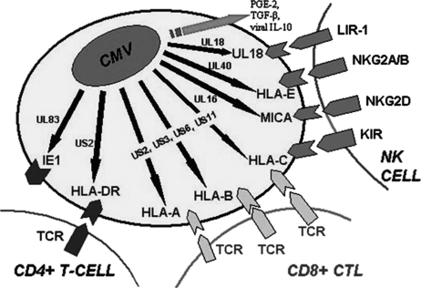 Fig. 2.