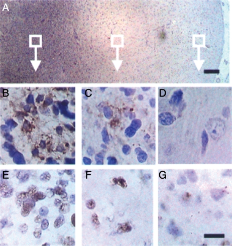 Fig. 1.